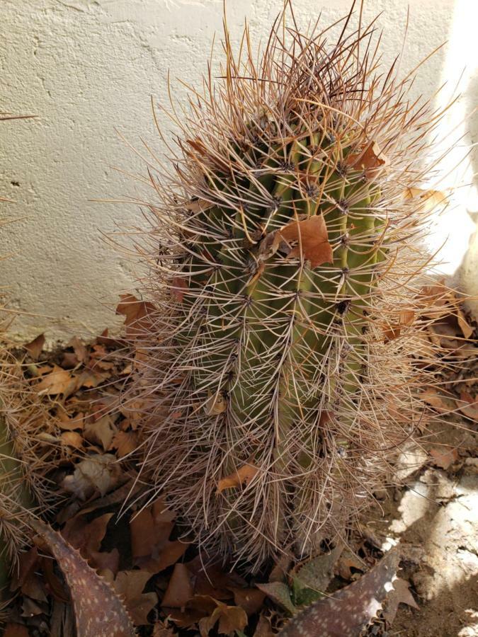 Casa Cactus Cafayate Hotel Luaran gambar